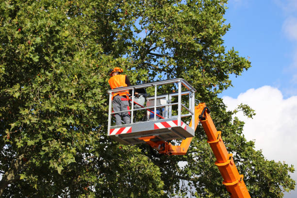 Tree and Shrub Care in Pittsboro, IN